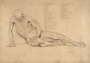 Um estudo de Ecorche do Gaulês morrendo, 1840 (caneta e tinta no papel)
